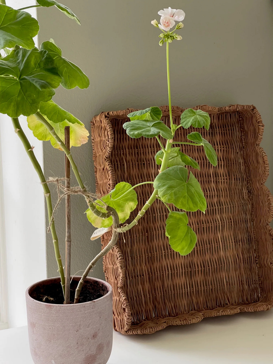 JOU Rattan bakke